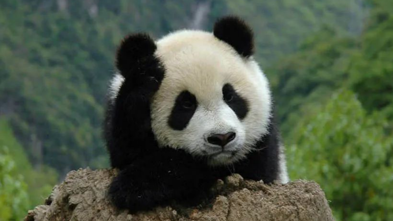 Chinese Mainland Registers Property Rights for 5 National Parks Chinese_Mainland_Registers_Property_Rights_for_5_National_Parks