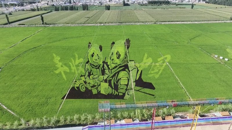 Colorful Rice Paddy Art in Xinjiang Dazzles Tourists Colorful_Rice_Paddy_Art_in_Xinjiang_Dazzles_Tourists video poster