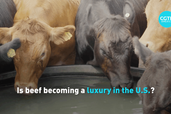 US Beef Prices Soar to Record High as Herd Shrinks 🐄💸 US Beef Prices Soar to Record High as Herd Shrinks 🐄💸 video poster