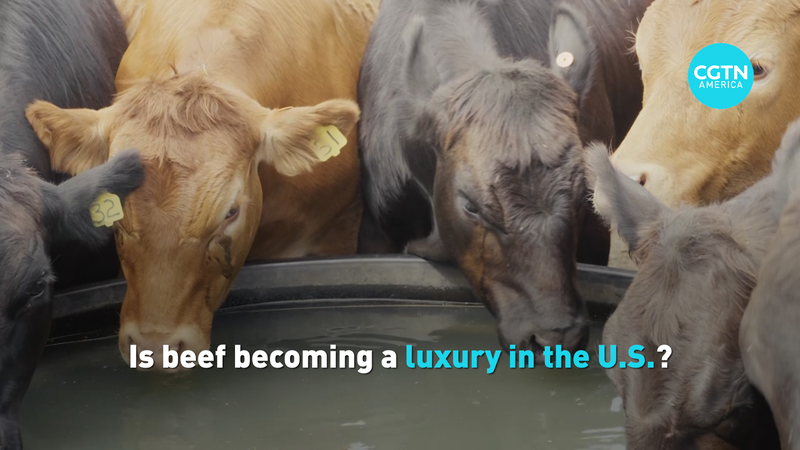 US Beef Prices Soar to Record High as Herd Shrinks 🐄💸 video poster