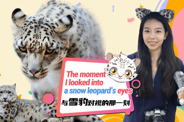 Eye to Eye with Snow Leopards at Qinghai-Xizang Wildlife Park Eye_to_Eye_with_Snow_Leopards_at_Qinghai_Xizang_Wildlife_Park video poster