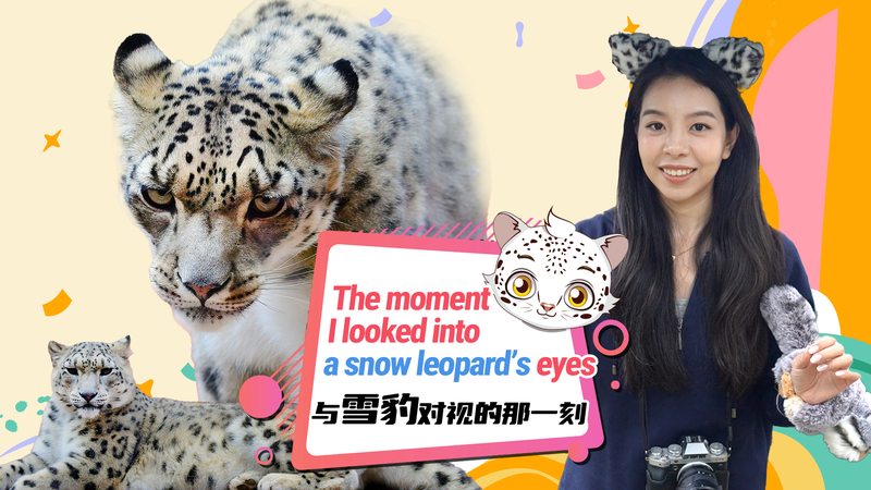 Eye_to_Eye_with_Snow_Leopards_at_Qinghai_Xizang_Wildlife_Park_poster - Namaste Headlines Eye_to_Eye_with_Snow_Leopards_at_Qinghai_Xizang_Wildlife_Park video poster