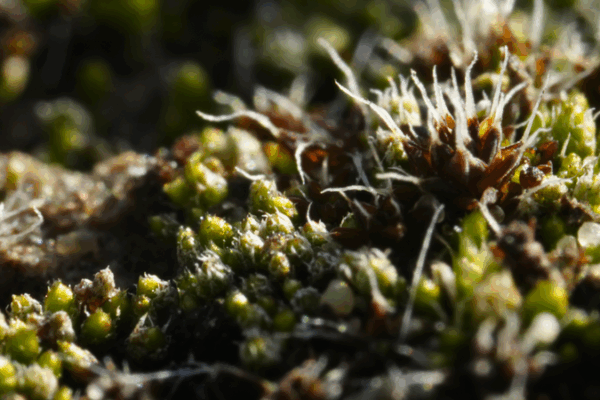 Desert’s Living Skin: How Tiny Soil Crusts Heal Sandy Seas 🌵 Desert’s Living Skin: How Tiny Soil Crusts Heal Sandy Seas 🌵