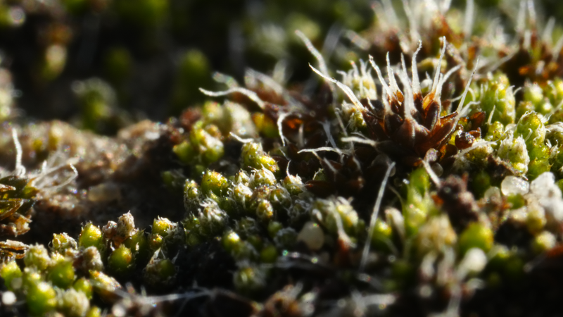 Desert’s Living Skin: How Tiny Soil Crusts Heal Sandy Seas 🌵