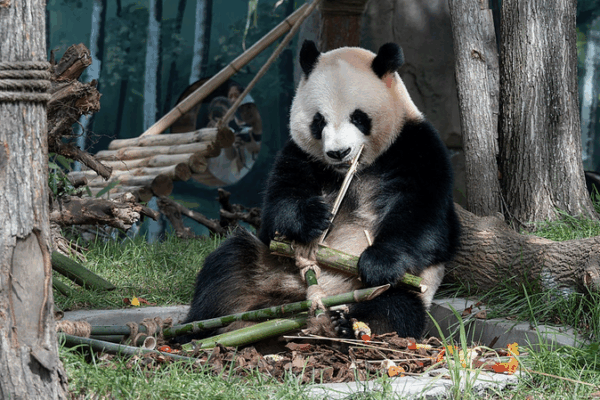 Twin Pandas Zhi Shi & Zhi Ma Debut at Harbin’s Sun Island Pavilion Twin Pandas Zhi Shi & Zhi Ma Debut at Harbin’s Sun Island Pavilion