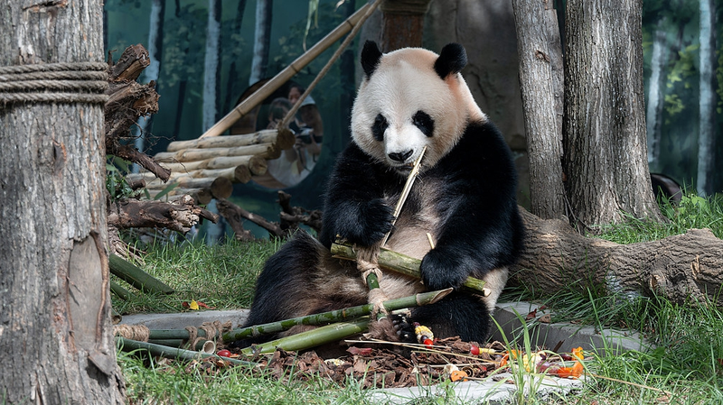 Twin Pandas Zhi Shi & Zhi Ma Debut at Harbin’s Sun Island Pavilion