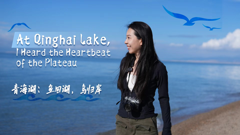 Qinghai Lake’s Beating Heart: Inside the Plateau’s Living Network video poster