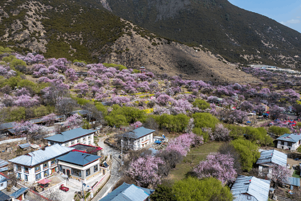 From Sky Roads to Peach Blossoms: Galai Village’s Growth From_Sky_Roads_to_Peach_Blossoms__Galai_Village_s_Growth