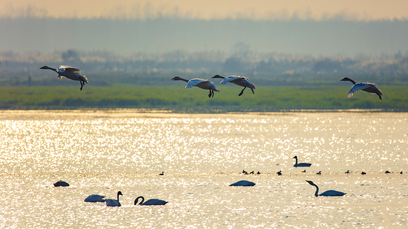 Bird Conservation Takes Flight at Dongting Lake’s Duogan Islet