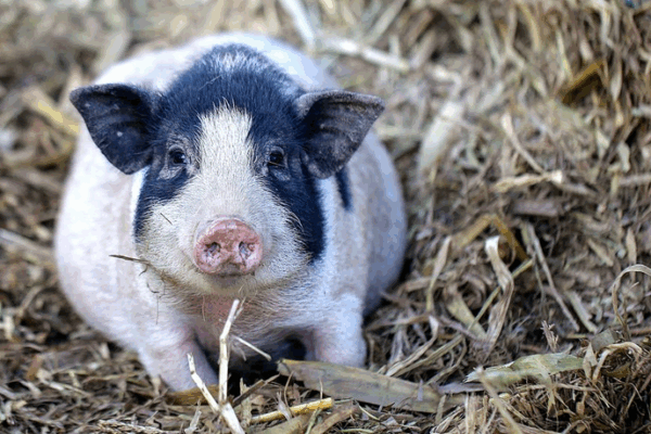 Gene-Edited Pig Lung Transplanted into Human: A Xenotransplant Breakthrough Gene_Edited_Pig_Lung_Transplanted_into_Human__A_Xenotransplant_Breakthrough