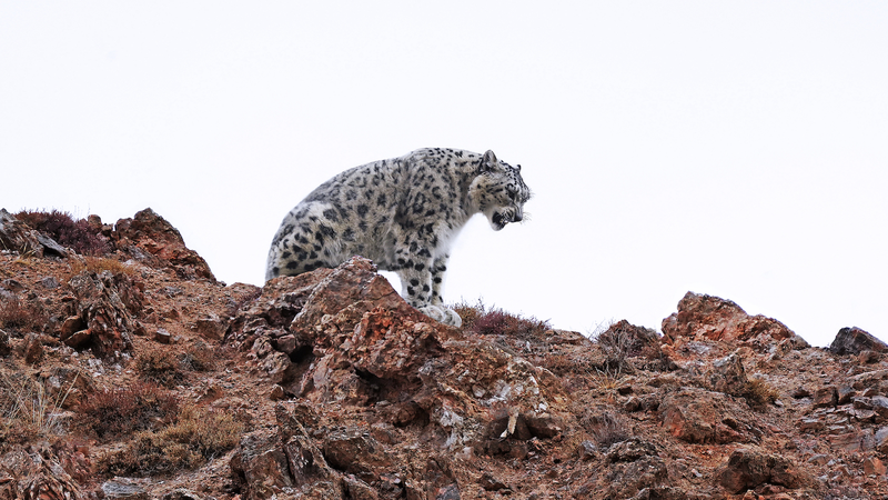 Giant_Panda_Sightings_Rise_as_Chinese_Mainland_Expands_National_Parks