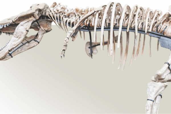 Giant Tyrannosaur Fossils Rivaling ‘Sue’ Unearthed in Zhucheng Giant_Tyrannosaur_Fossils_Rivaling__Sue__Unearthed_in_Zhucheng