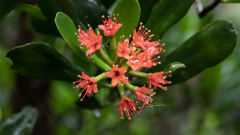 Hainan Mangrove Revival: A Win for Nature and Local Economies Hainan_Mangrove_Revival__A_Win_for_Nature_and_Local_Economies