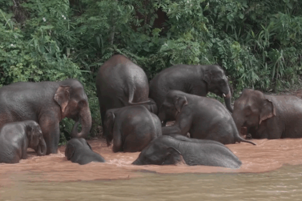 High-Tech Harmony: Yunnan’s Thriving Wild Elephants High_Tech_Harmony__Yunnan_s_Thriving_Wild_Elephants video poster