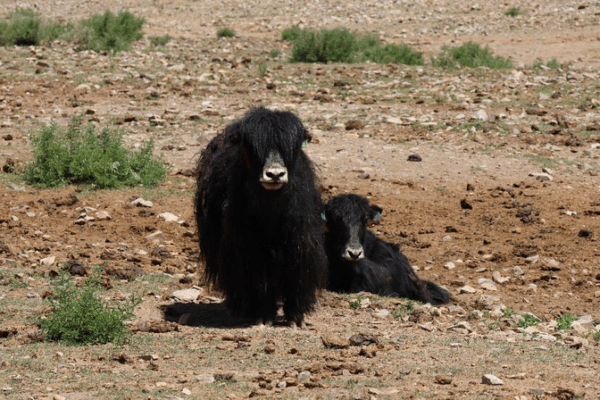Highland Herding 2.0: Smart Ranching on the Snowy Plateau Highland_Herding_2_0__Smart_Ranching_on_the_Snowy_Plateau