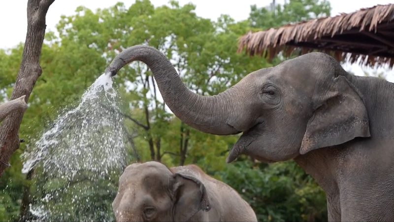 How Shanghai Zoo & Ocean Park Keep Animals Cool in the Heatwave How_Shanghai_Zoo___Ocean_Park_Keep_Animals_Cool_in_the_Heatwave video poster