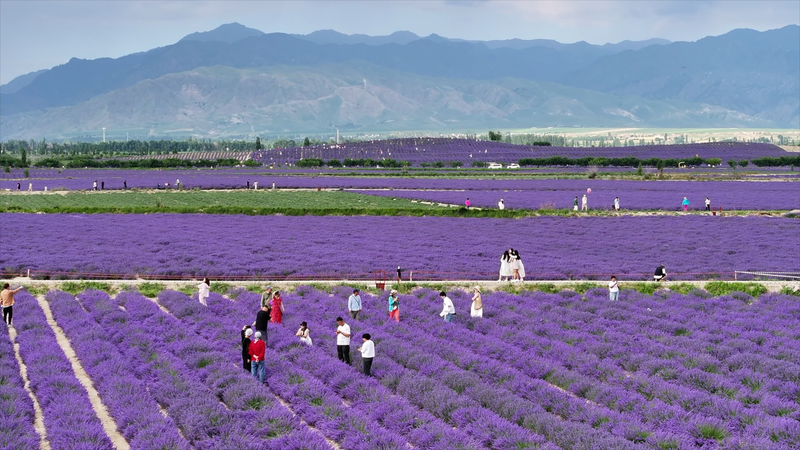 Sigong Village’s Lavender Revolution: From Dusty Fields to Blooming Dreams Sigong Village’s Lavender Revolution: From Dusty Fields to Blooming Dreams
