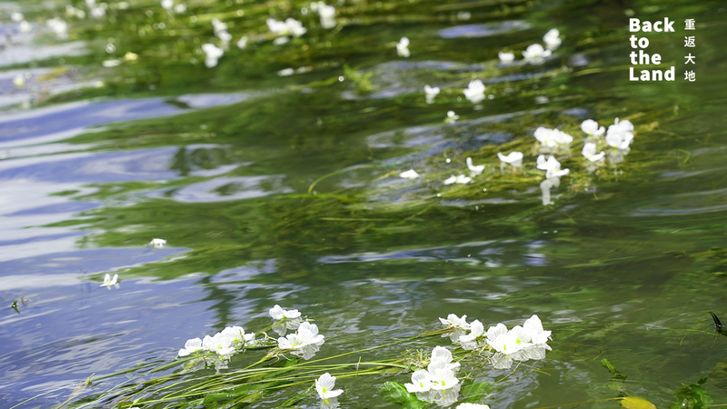 Discover Lugu Lake’s Magical Water Blossoms Discover Lugu Lake’s Magical Water Blossoms