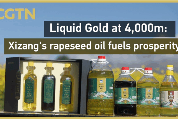 Liquid Gold at 4,000m: Xigaze’s Rapeseed Oil Fuels Prosperity Liquid Gold at 4,000m: Xigaze’s Rapeseed Oil Fuels Prosperity video poster