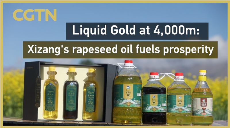 K0RRQR3X9P03MRXW3P3J - Namaste Headlines Liquid Gold at 4,000m: Xigaze’s Rapeseed Oil Fuels Prosperity video poster