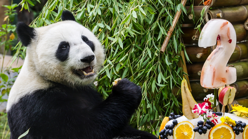 Katyusha the Panda Turns 2: Moscow Zoo’s Star Celebrates with Fans! Katyusha_the_Panda_Turns_2__Moscow_Zoo_s_Star_Celebrates_with_Fans_