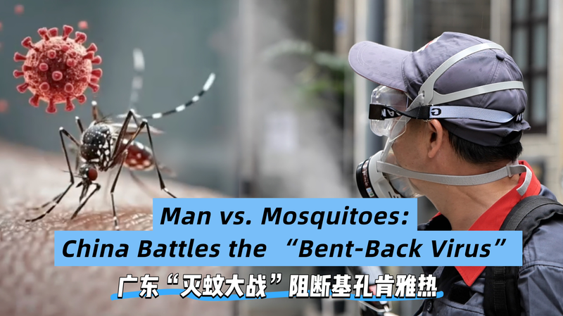 Man vs. Mosquitoes: Guangdong’s Bold Fight Against the ‘Bent-back Virus’ Man vs. Mosquitoes: Guangdong’s Bold Fight Against the 'Bent-back Virus' video poster