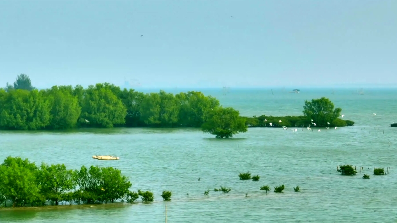 Tidal Guardians: Mangrove Magic on Guangdong’s Coast Tidal Guardians: Mangrove Magic on Guangdong’s Coast