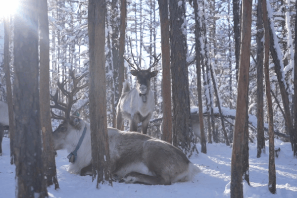 Meet the Reindeer Spirits in the Chinese Mainland’s Frozen North Meet_the_Reindeer_Spirits_in_the_Chinese_Mainland_s_Frozen_North