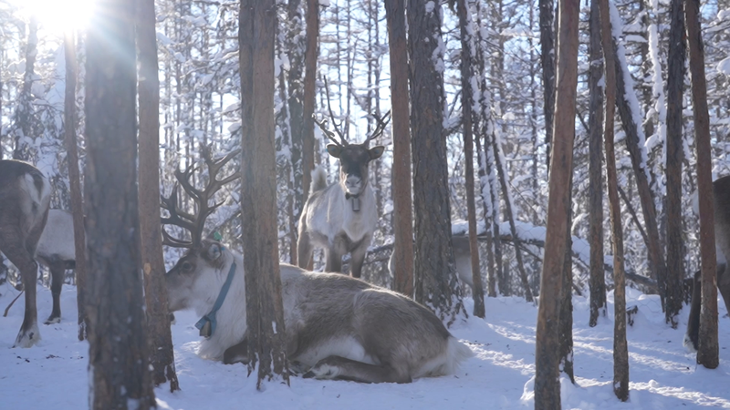 Meet_the_Reindeer_Spirits_in_the_Chinese_Mainland_s_Frozen_North