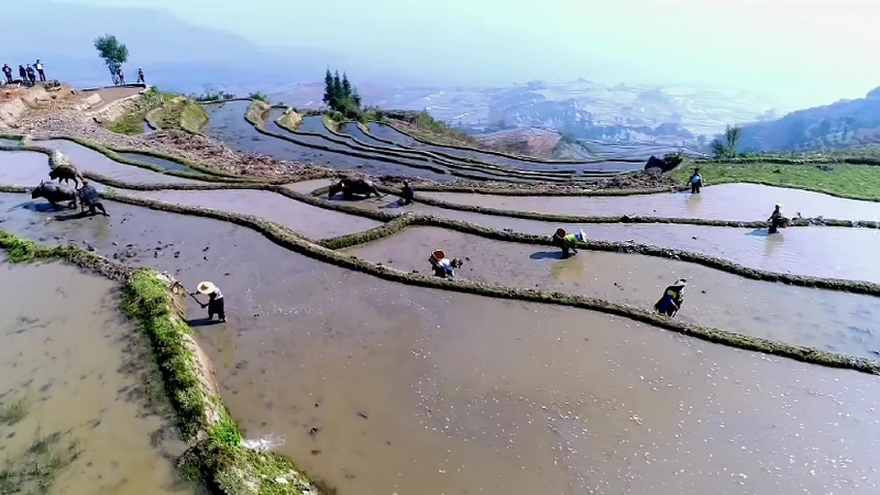 Reborn Hani Terraces: Yunnan’s Ancient Fields Fuel New Prosperity Reborn Hani Terraces: Yunnan’s Ancient Fields Fuel New Prosperity