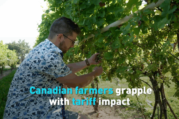 Ontario Veggie Growers Face Rising Tariff Costs Despite USMCA Perks Ontario_Veggie_Growers_Face_Rising_Tariff_Costs_Despite_USMCA_Perks video poster