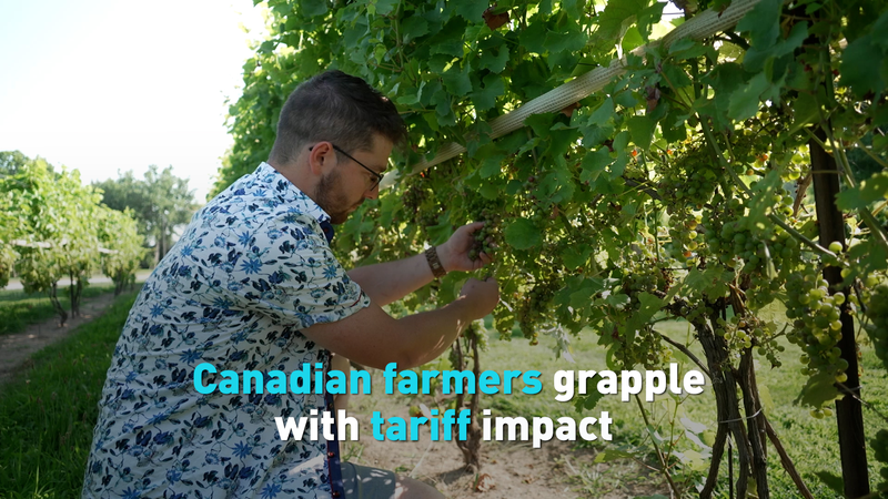 Ontario_Veggie_Growers_Face_Rising_Tariff_Costs_Despite_USMCA_Perks video poster