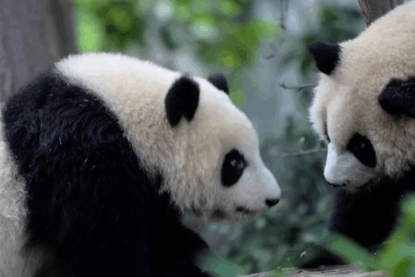 Pandas Steal the Show at Chengdu World Games Pandas_Steal_the_Show_at_Chengdu_World_Games video poster