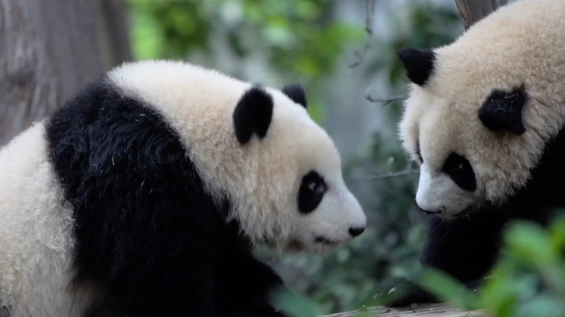 Pandas_Steal_the_Show_at_Chengdu_World_Games video poster