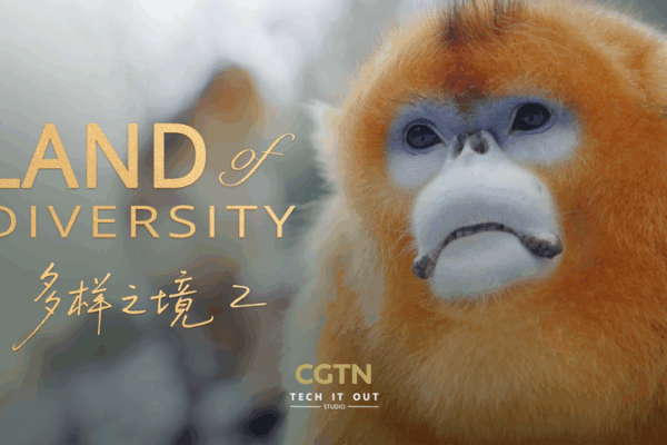 Qinling Mountains: Where Humans & Wildlife Thrive Together Qinling_Mountains__Where_Humans___Wildlife_Thrive_Together video poster