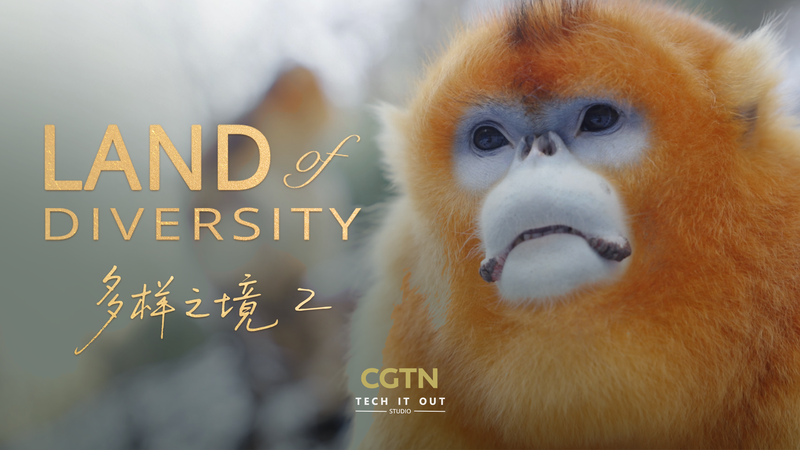 Qinling_Mountains__Where_Humans___Wildlife_Thrive_Together video poster