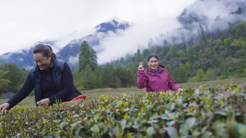 From Leaf to Butter Tea: Cao Aiping’s Organic Brew at 2,200m From Leaf to Butter Tea: Cao Aiping’s Organic Brew at 2,200m video poster