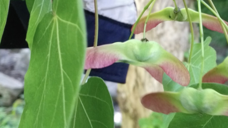 Rare_Acer_miaotaiense_Maple_Spotted_in_Taibai_Mountain_Reserve - Namaste Headlines Rare_Acer_miaotaiense_Maple_Spotted_in_Taibai_Mountain_Reserve