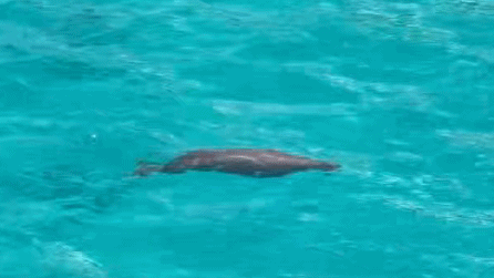 Rare Dugong Spotted off South China Sea Reef After 30 Years Rare_Dugong_Spotted_off_South_China_Sea_Reef_After_30_Years