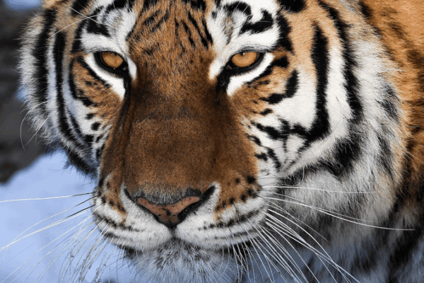 SCO States Rally for Biodiversity with China’s Tech & Training Boost SCO_States_Rally_for_Biodiversity_with_China_s_Tech___Training_Boost