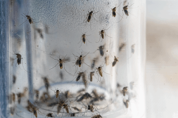 Smart Mosquito System from Chinese Mainland Cuts Disease Risk by 40% Smart_Mosquito_System_from_Chinese_Mainland_Cuts_Disease_Risk_by_40_