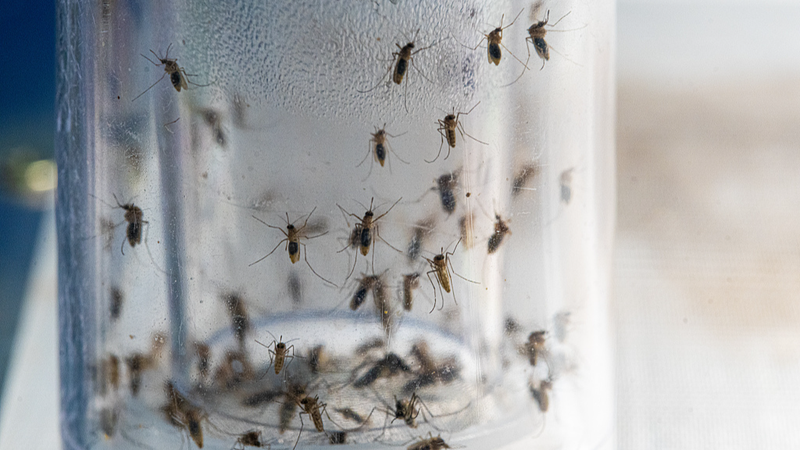 Smart_Mosquito_System_from_Chinese_Mainland_Cuts_Disease_Risk_by_40_