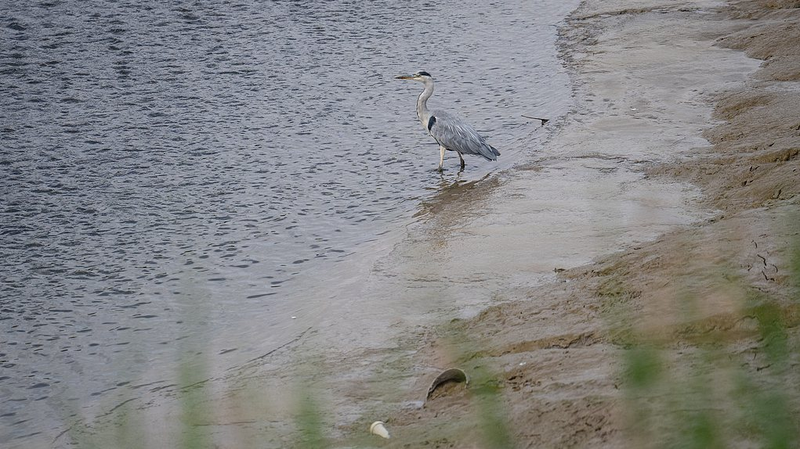 Sunlight_vs_Forever_Chemicals__Aussie_Tech_Converts_PFAS_to_Fluoride