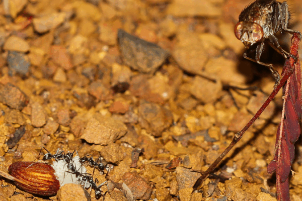 This Fly Is Stealing Seeds and Shaking Up Plant Science! This_Fly_Is_Stealing_Seeds_and_Shaking_Up_Plant_Science_