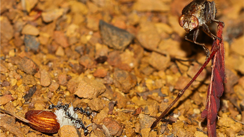 This_Fly_Is_Stealing_Seeds_and_Shaking_Up_Plant_Science_