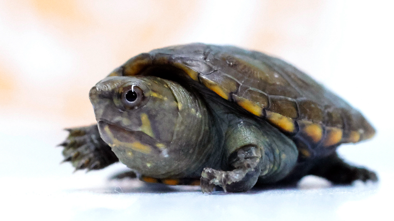 Tiny Wonder: World’s Smallest Freshwater Turtle Hatches at Guadalajara Zoo Tiny_Wonder__World_s_Smallest_Freshwater_Turtle_Hatches_at_Guadalajara_Zoo