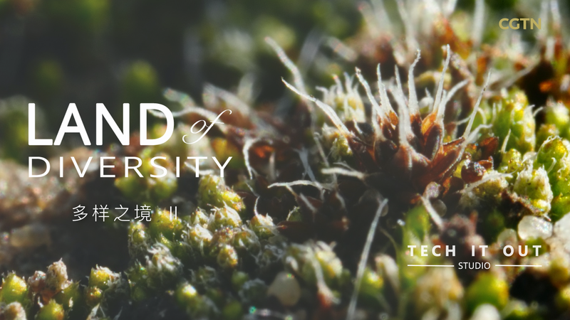 Tiny_but_Mighty__Meet_Syntrichia_caninervis__the_Desert_Moss_Superstar_poster - Namaste Headlines Tiny_but_Mighty__Meet_Syntrichia_caninervis__the_Desert_Moss_Superstar video poster