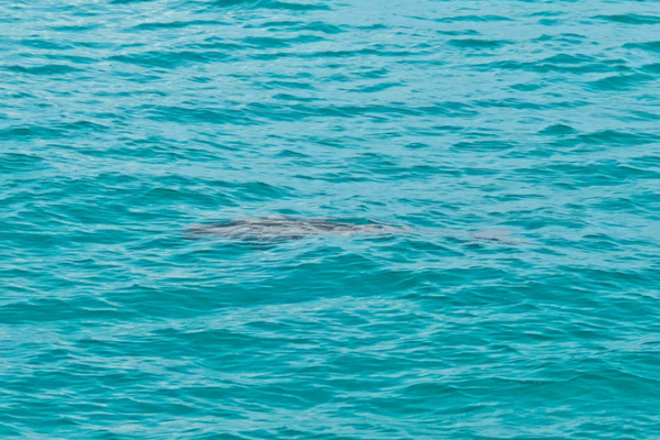 Dugongs Are Back! ‘Sea Mermaids’ Spotted at Yongshu Reef 🌊🐋 Dugongs Are Back! 'Sea Mermaids' Spotted at Yongshu Reef 🌊🐋