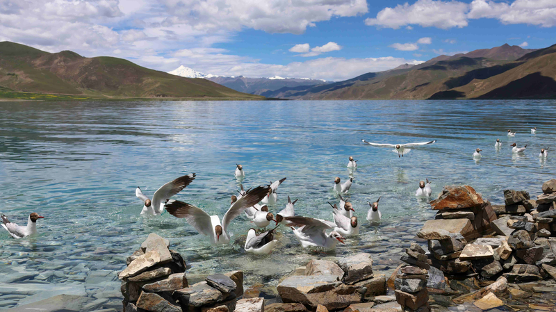 Life on the Roof of the World: Xizang’s High-Altitude Symphony