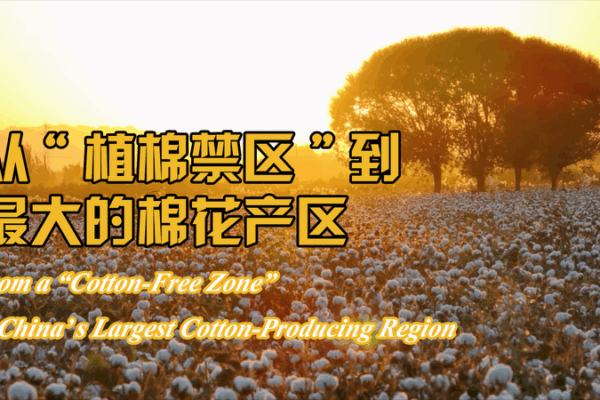 Xinjiang’s 50-Year Cotton Revolution Xinjiang’s 50-Year Cotton Revolution video poster